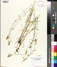 Carex albolutescens image