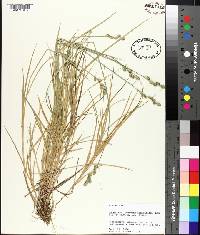 Carex albolutescens image