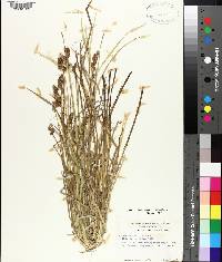 Carex tribuloides image