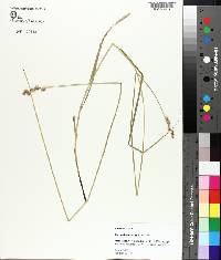 Carex albolutescens image