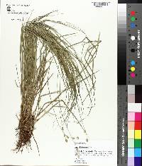 Carex albolutescens image