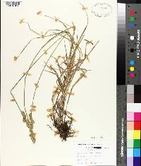 Carex albolutescens image