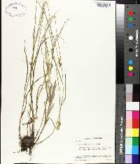 Carex albolutescens image