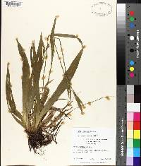 Carex albursina image