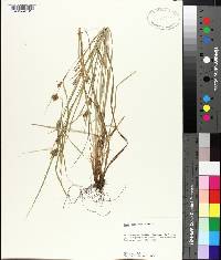 Carex amphibola image