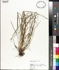 Carex amphibola image