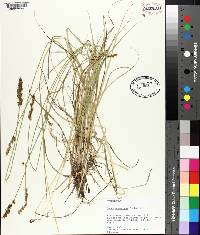 Carex annectens image