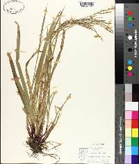 Carex arctata image