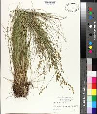 Carex atlantica image