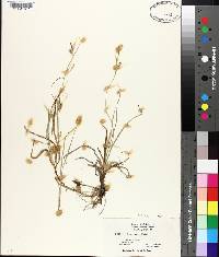 Carex aurea image