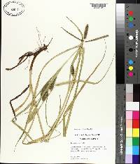 Carex aureolensis image