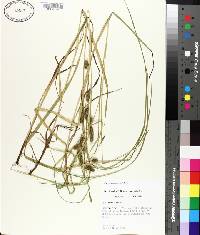 Carex aureolensis image