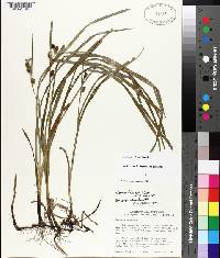 Carex aureolensis image