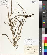 Carex aureolensis image