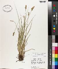 Carex austrina image