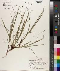 Carex austrocaroliniana image