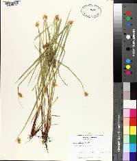 Carex baileyi image