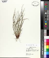 Carex bulbostylis image