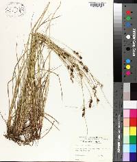 Carex bushii image