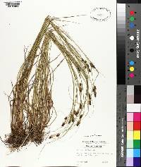 Carex caroliniana image