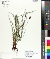 Carex caroliniana image