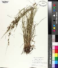 Carex caroliniana image