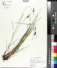 Carex caroliniana image