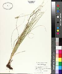 Carex cephalophora image