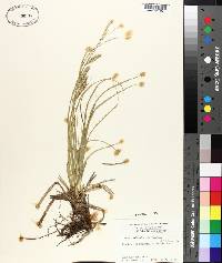 Carex cherokeensis image