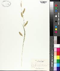 Carex cherokeensis image