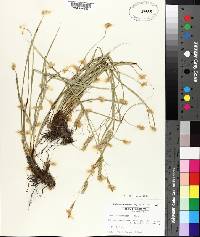 Carex cherokeensis image