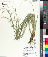 Carex cherokeensis image