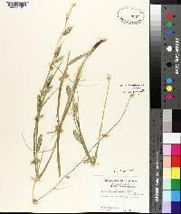 Carex cherokeensis image