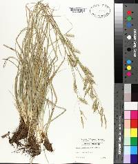 Carex cherokeensis image