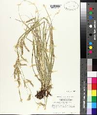 Carex cherokeensis image