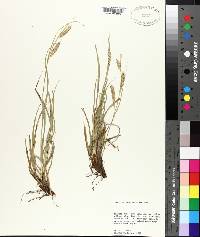 Carex cherokeensis image