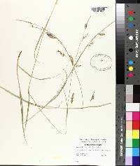 Carex cherokeensis image