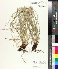 Carex cherokeensis image