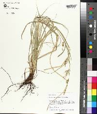 Carex cherokeensis image