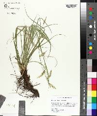 Carex cherokeensis image