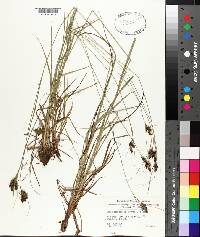 Carex complanata image