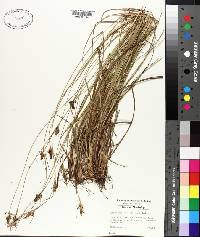 Carex complanata image