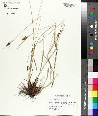 Carex complanata image