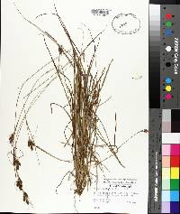 Carex complanata image