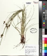 Carex complanata image