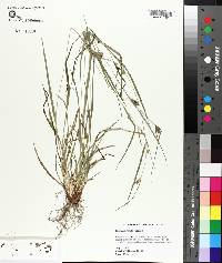 Carex corrugata image