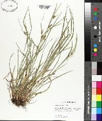 Carex corrugata image