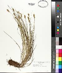 Carex crawfordii image