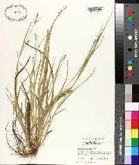 Carex crebriflora image