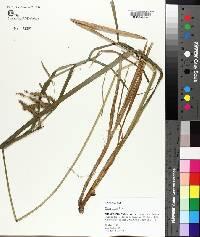 Carex crinita image